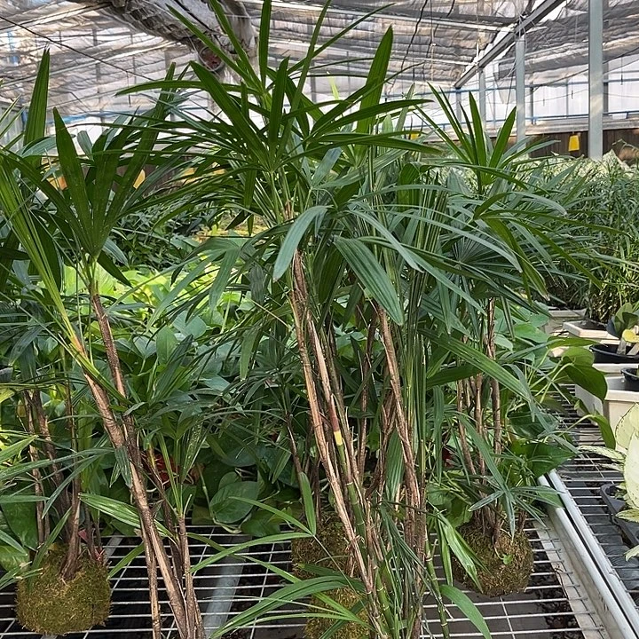 完全开放苔藓球棕竹