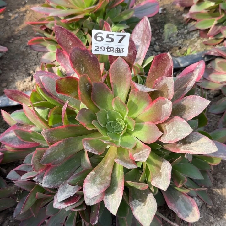 女巫……多肉植物的生长