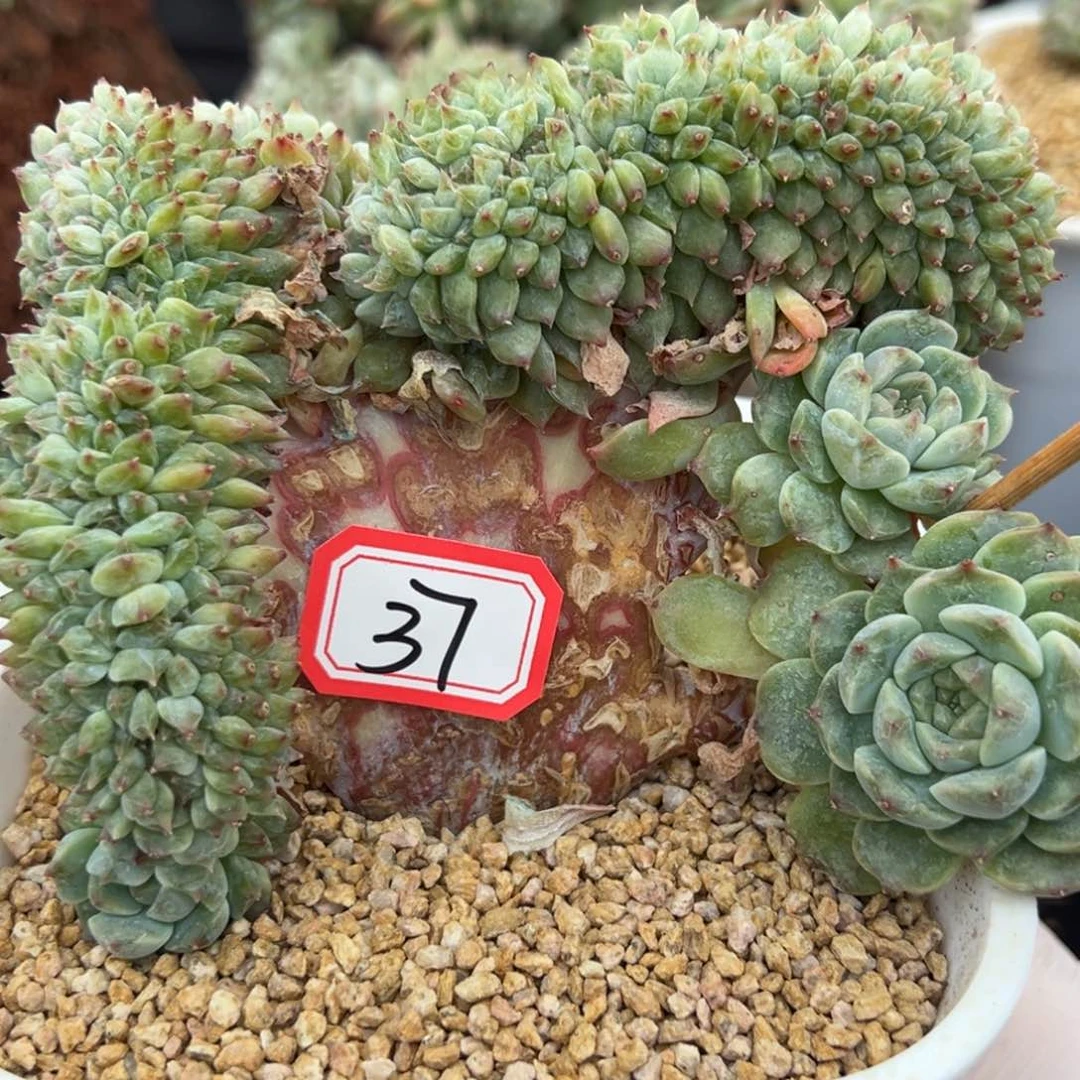 哈**嘻新年快乐 新年快乐 新年快乐 新年快乐