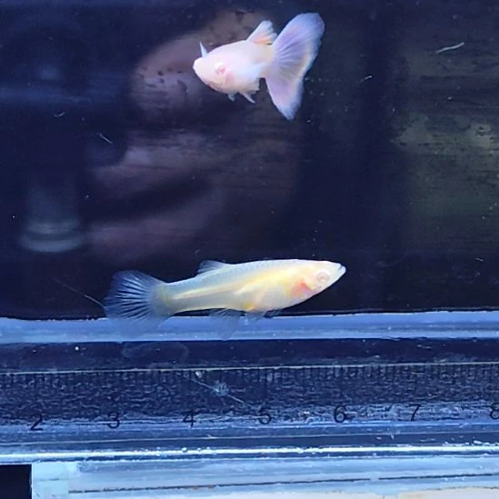 孔雀鱼6莫紫白子一对