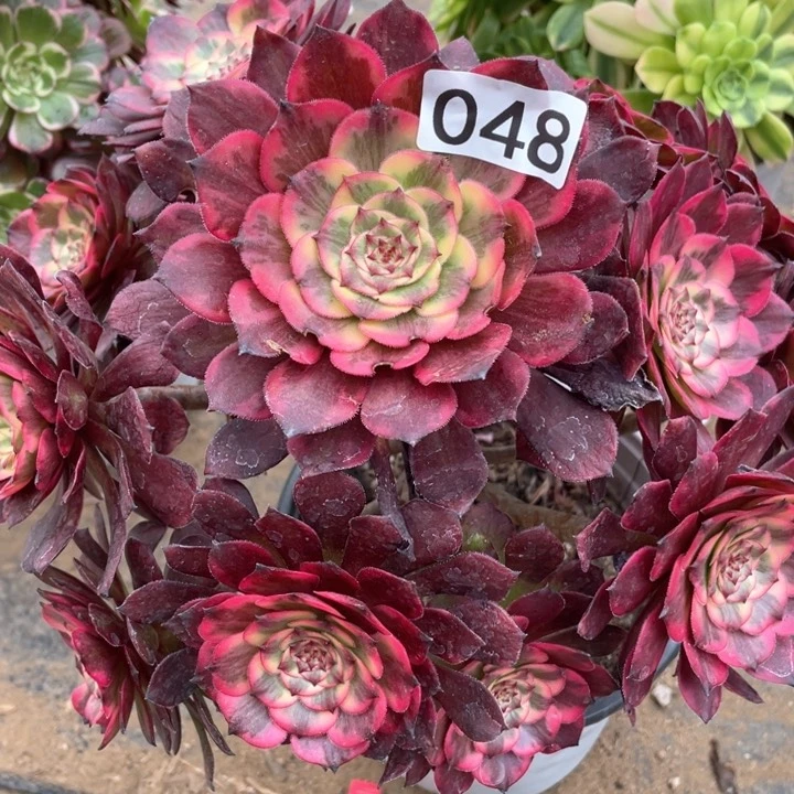 048多肉植物烟花