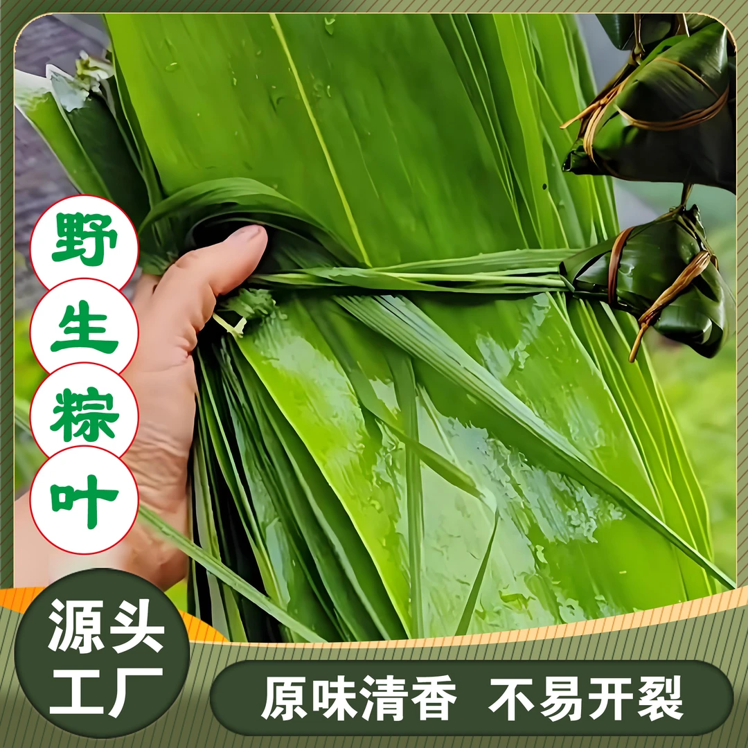 新鲜纯天然箬竹叶粽叶大号端午节包粽子专用送粽绳