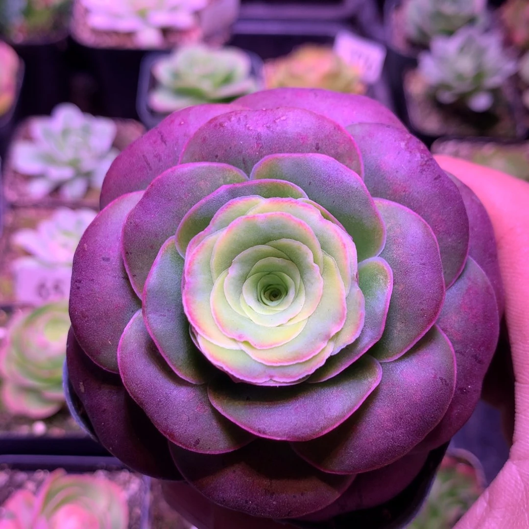 紫帕284山地玫瑰多肉