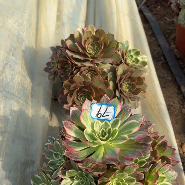 多肉植物断枝不包79