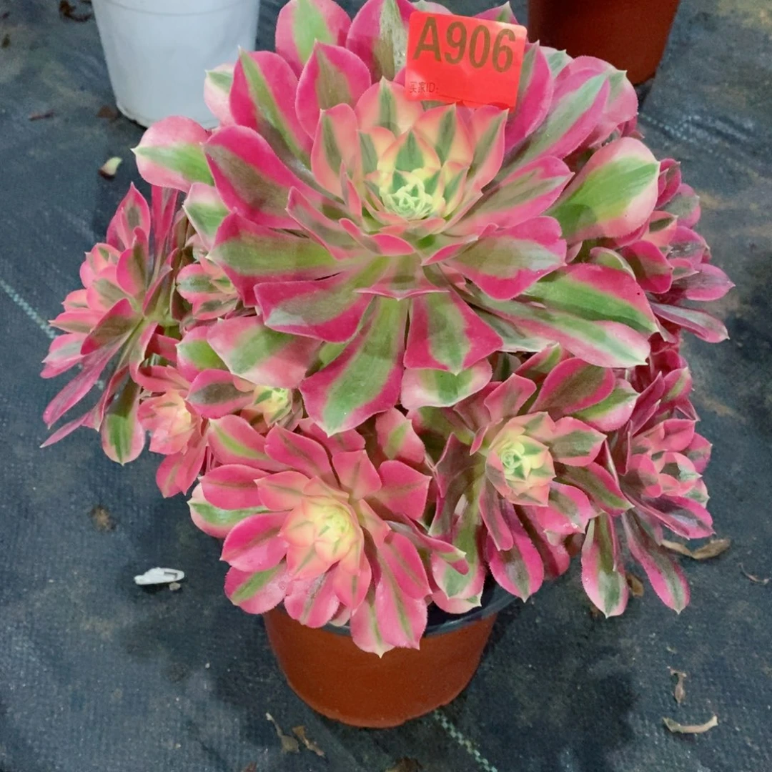 粉女巫906多肉11111