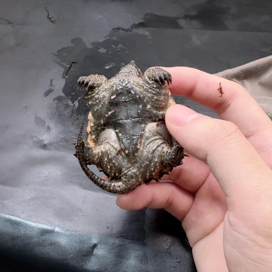 小鳄龟不分公母11