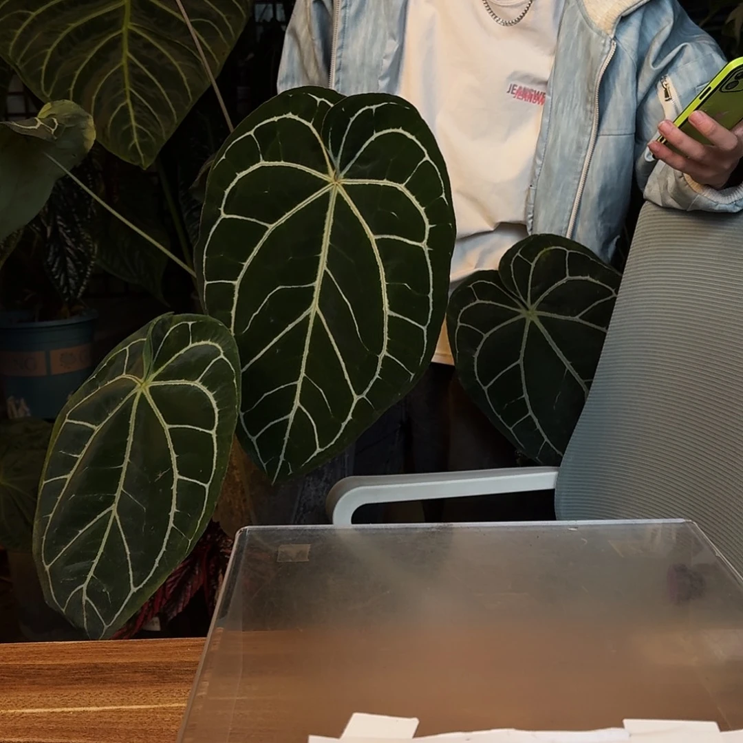雲***逸完全开放P66南美水晶杂撕裂