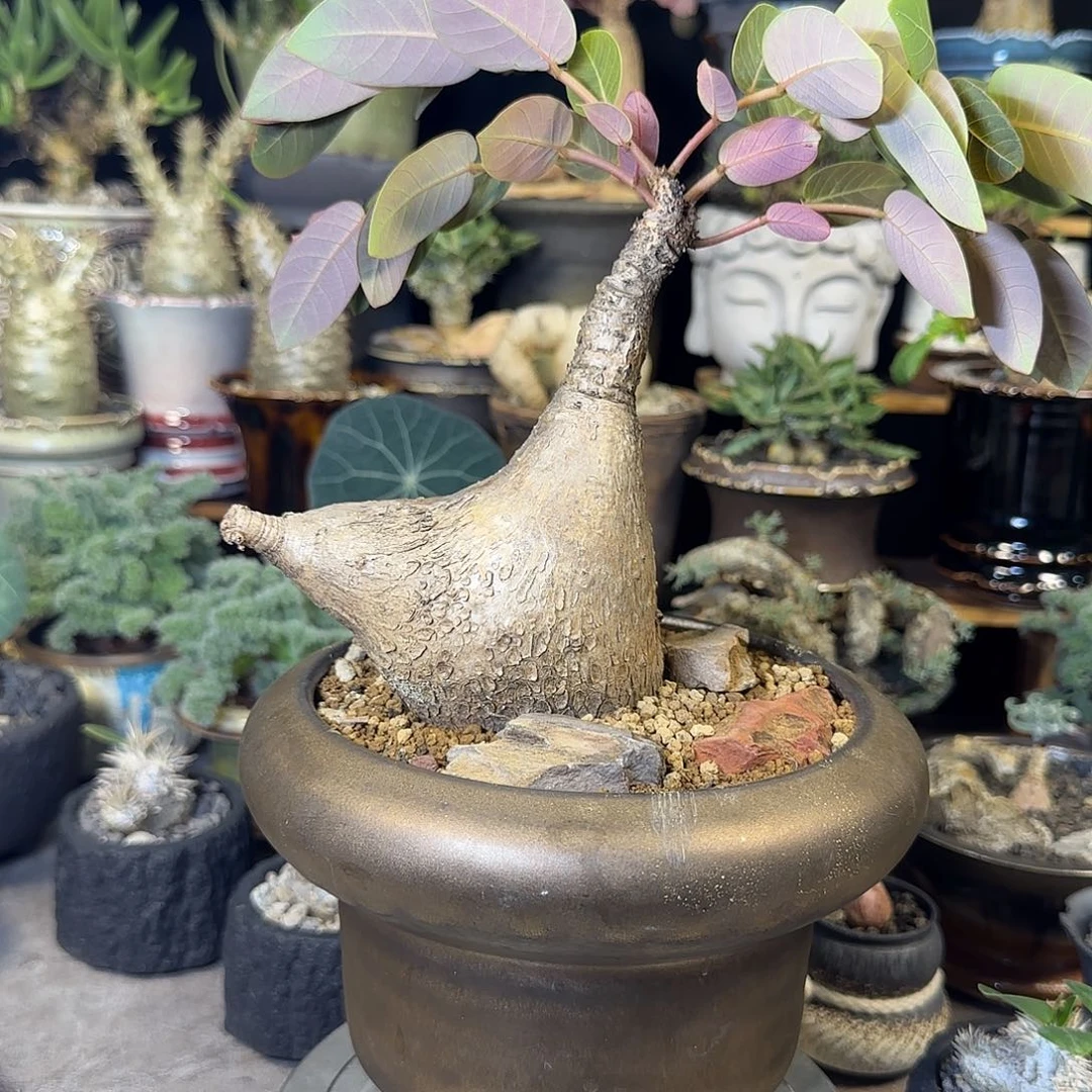 一物一拍奇异油柑380