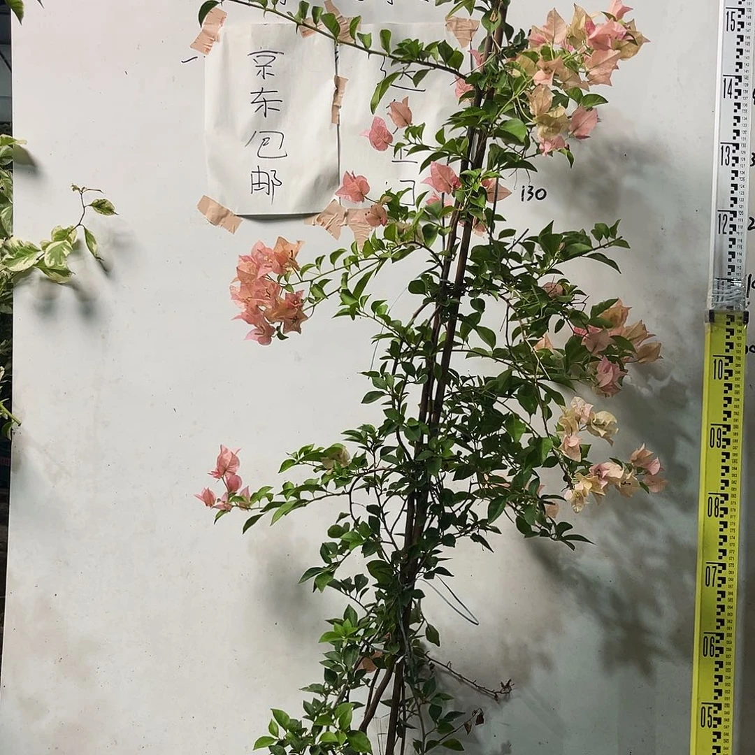 完全开放三角梅三角梅655