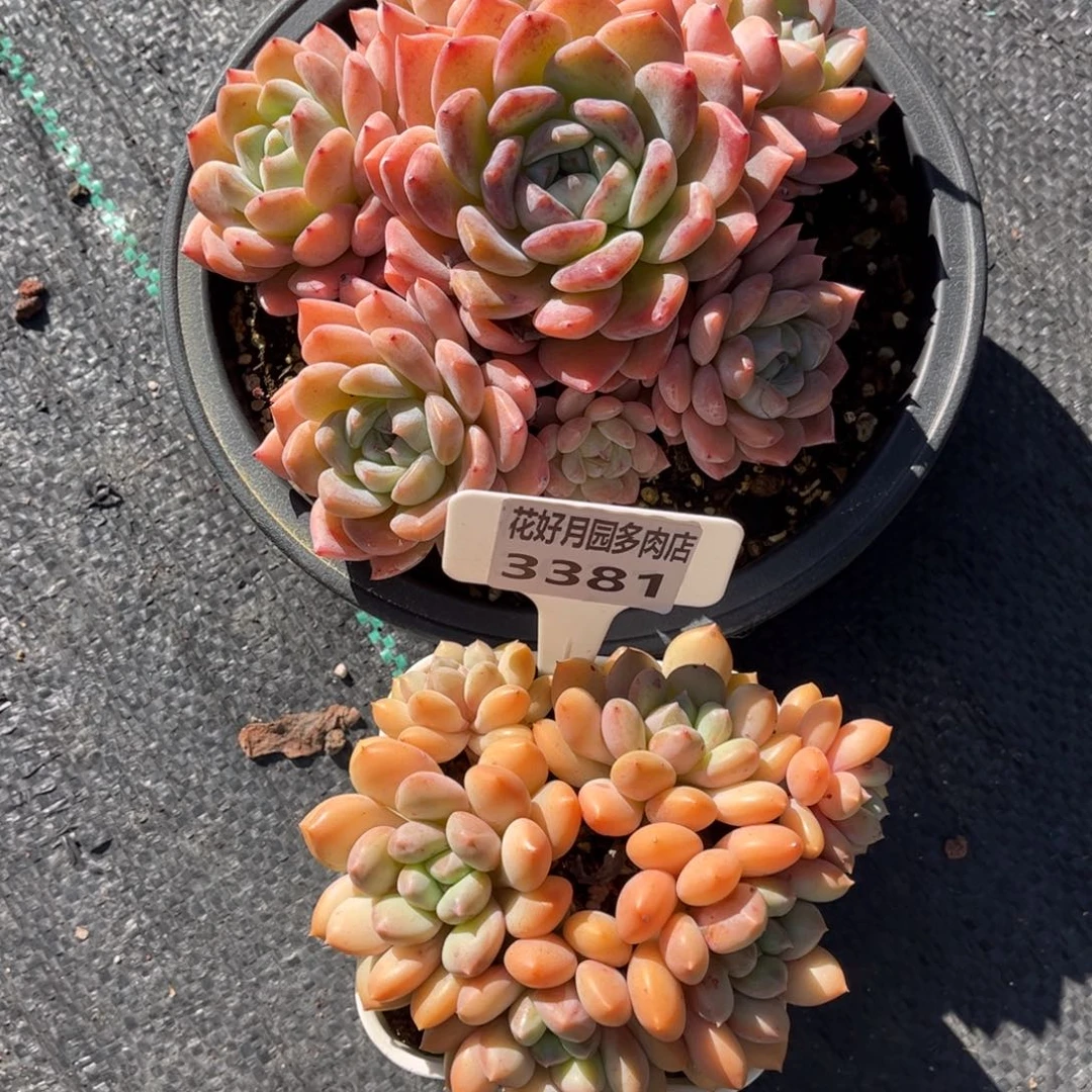 我***鱼多肉植物3378、3381