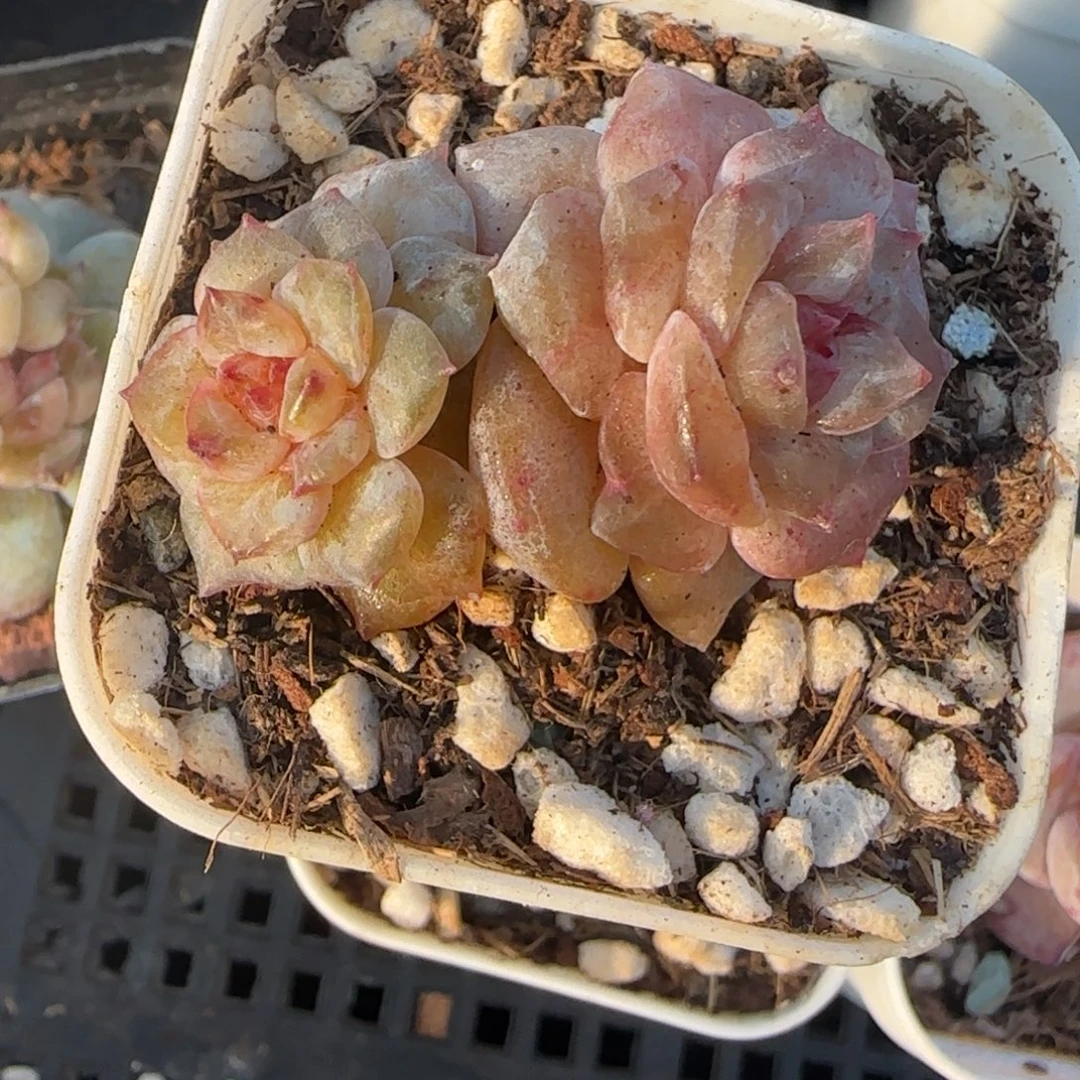 多肉小卡拉米糖心一物一拍