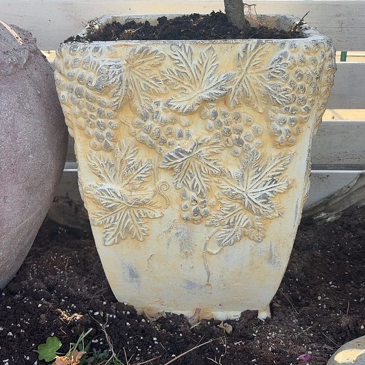 许纯的花房 大号葡萄