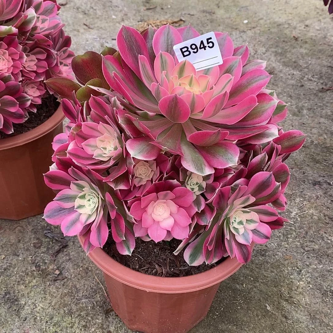 女巫多肉植物945