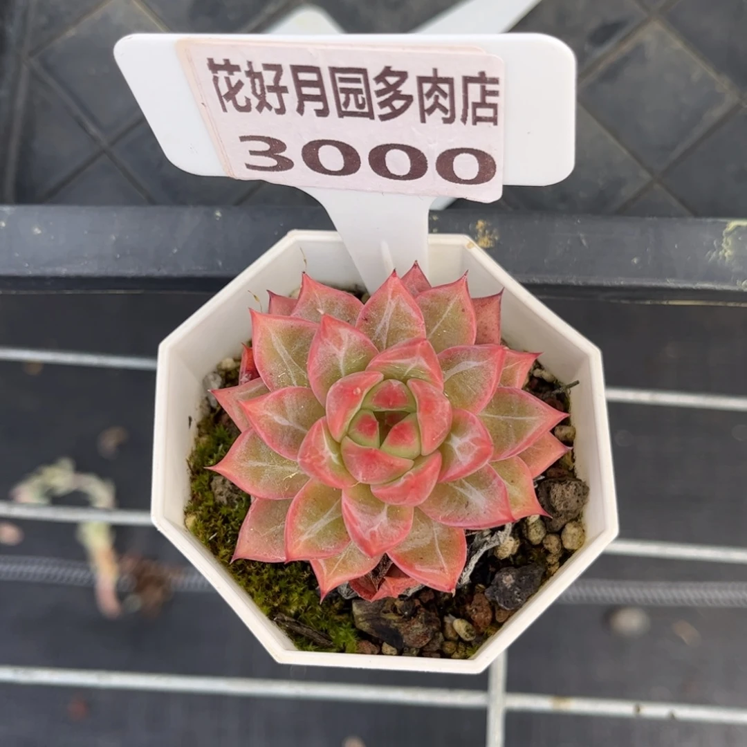 馨***雨多肉植物3000 一定要拍冷链哦