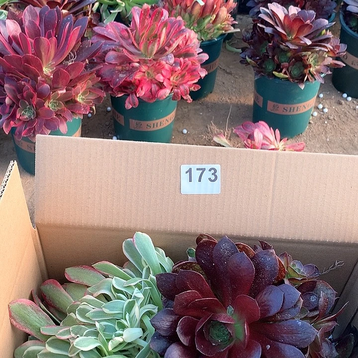 173四颗法师多肉