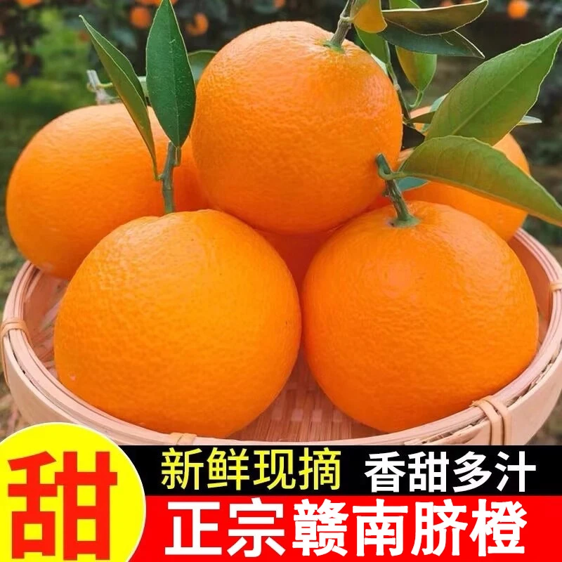 正宗赣南脐橙新鲜现摘果园直发