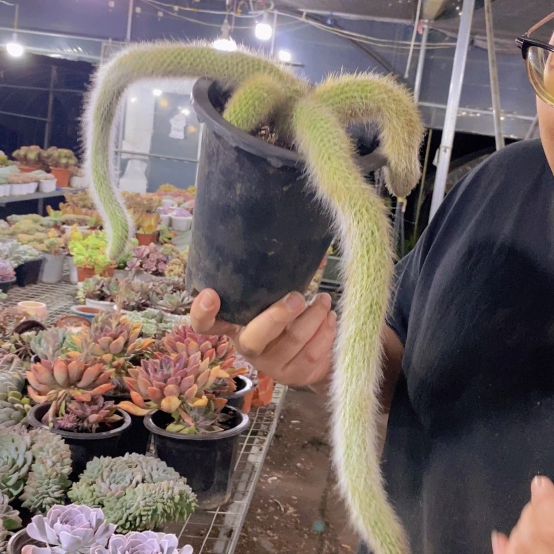 九尾狐三大头起发整桩