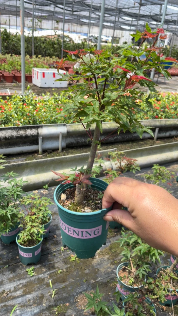 尾货清/红枫红舞姬/老桩种籽播/非嫁接/主卖点品种及桩头叶观较差