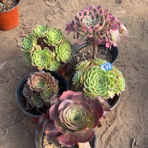 157多肉植物组合，
