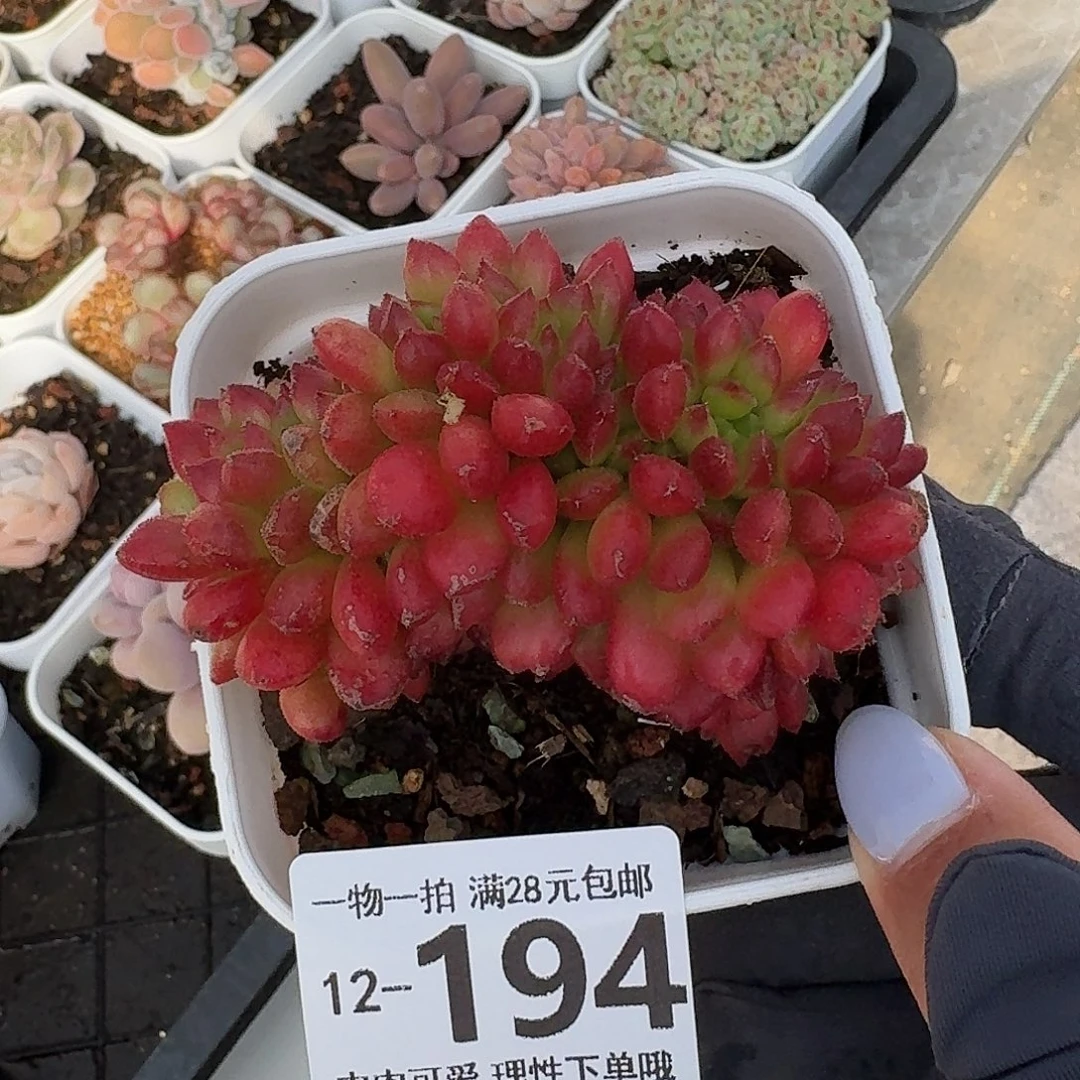 卡罗尔缀化无盆土发货无盆土发货无