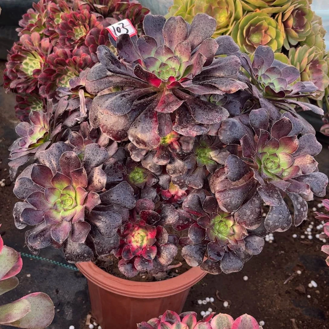 103多肉植物花蝴蝶