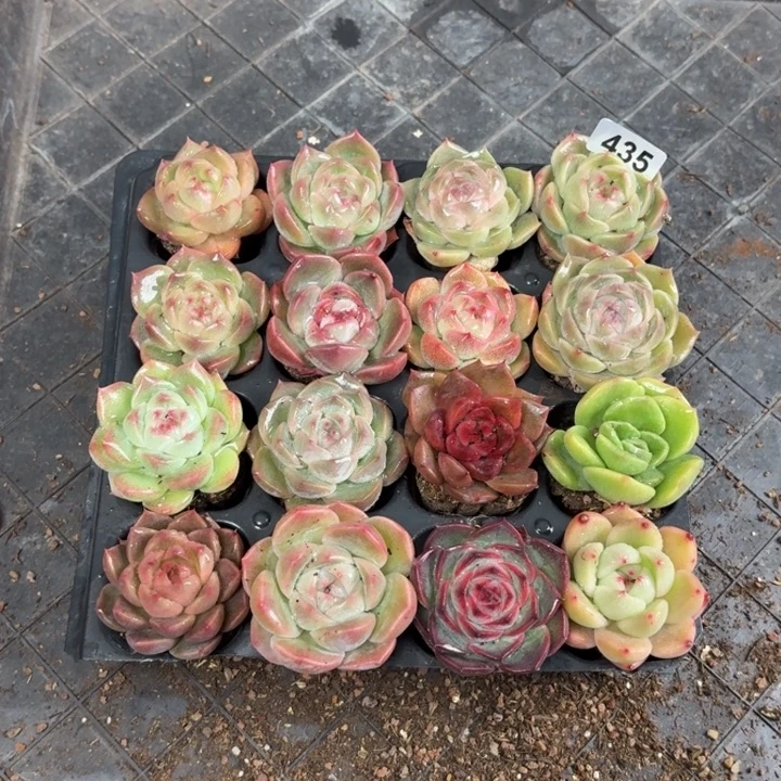 w***.精品多肉一物一拍435