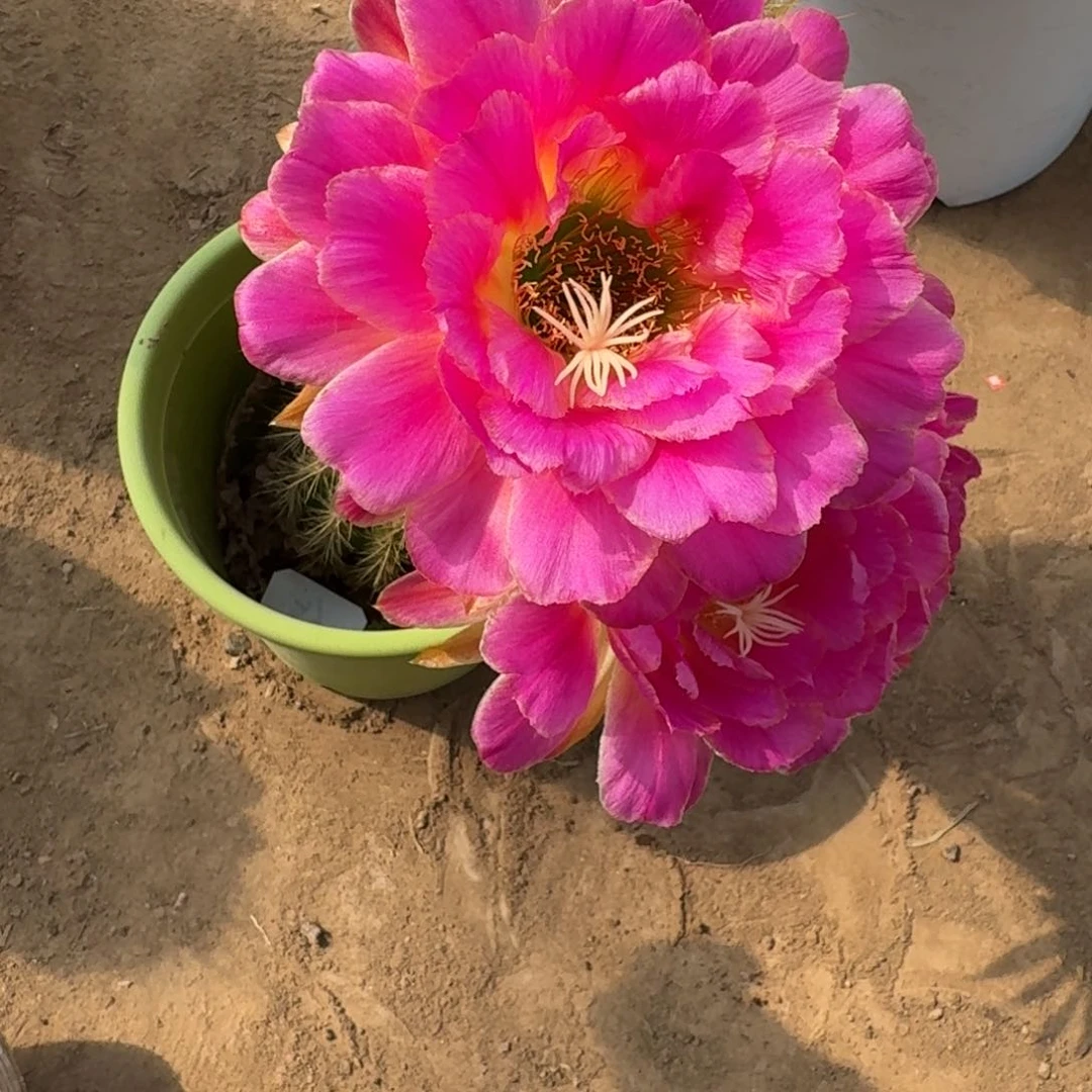 238新品毛花柱根脱土落地斑掰花发货,有斑