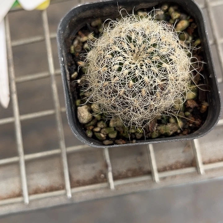 我也不知道我为什么要这样