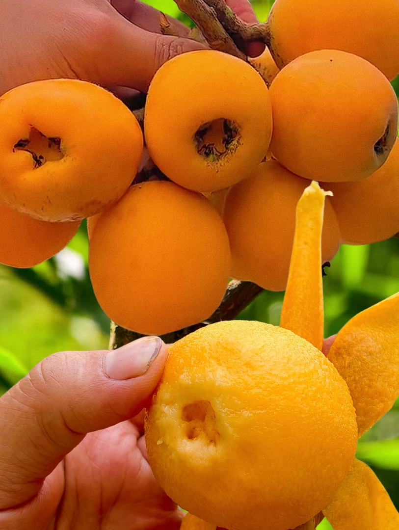 四川宜宾屏山高山老树枇杷新鲜采摘多汁