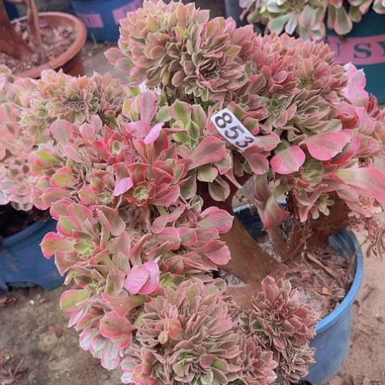 项***芬多肉植物一个女神有伤