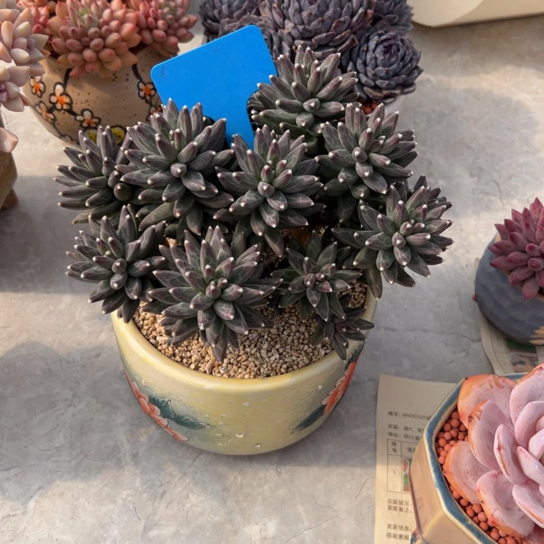 遥***蓝乌拉克拉多肉植物