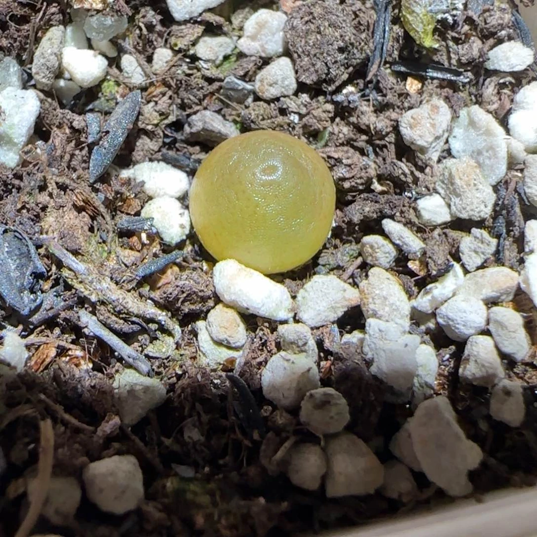 肉锥多肉植物百科-哈默21