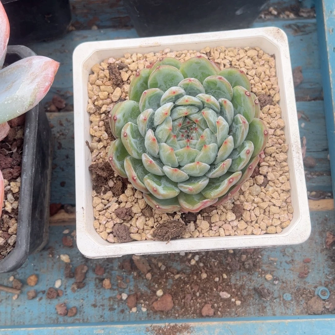 精品多肉老桩雪花珍妮