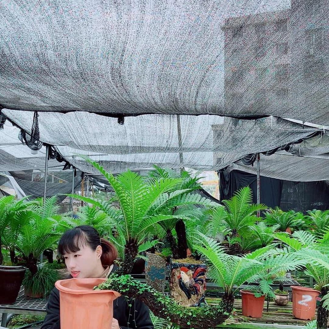 用***3无花朵富贵蕨23333333