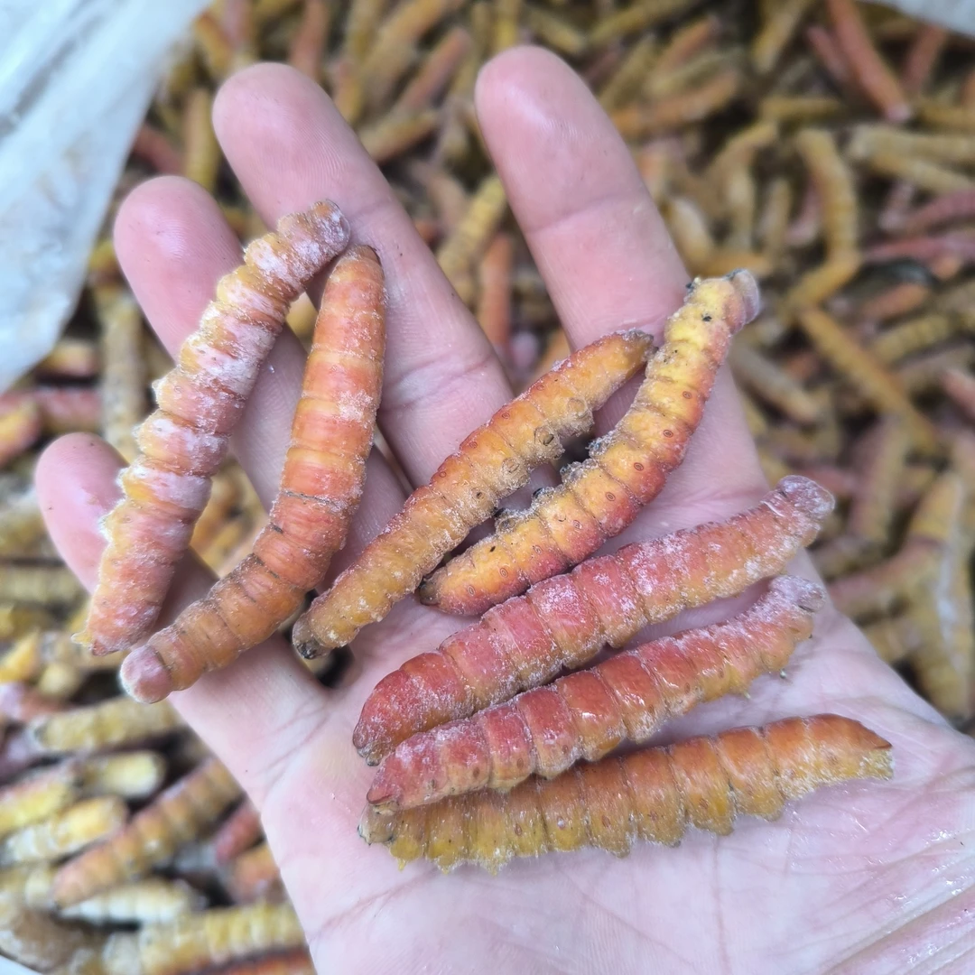 山东特产入蛰大头黄大头晃油炸活体速冻包邮蚕蛹新鲜