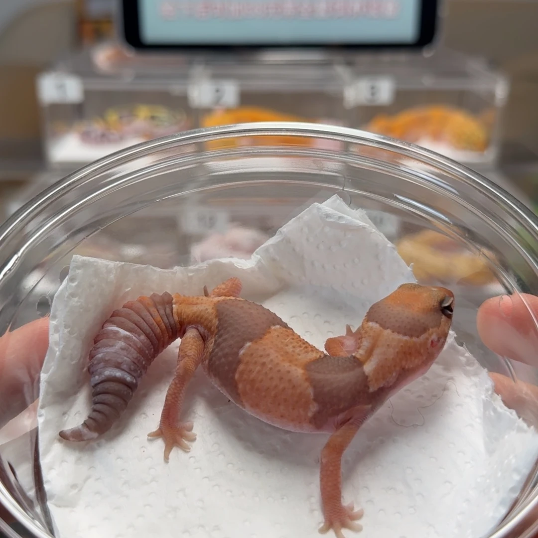 肥尾守宫橘白妹妹