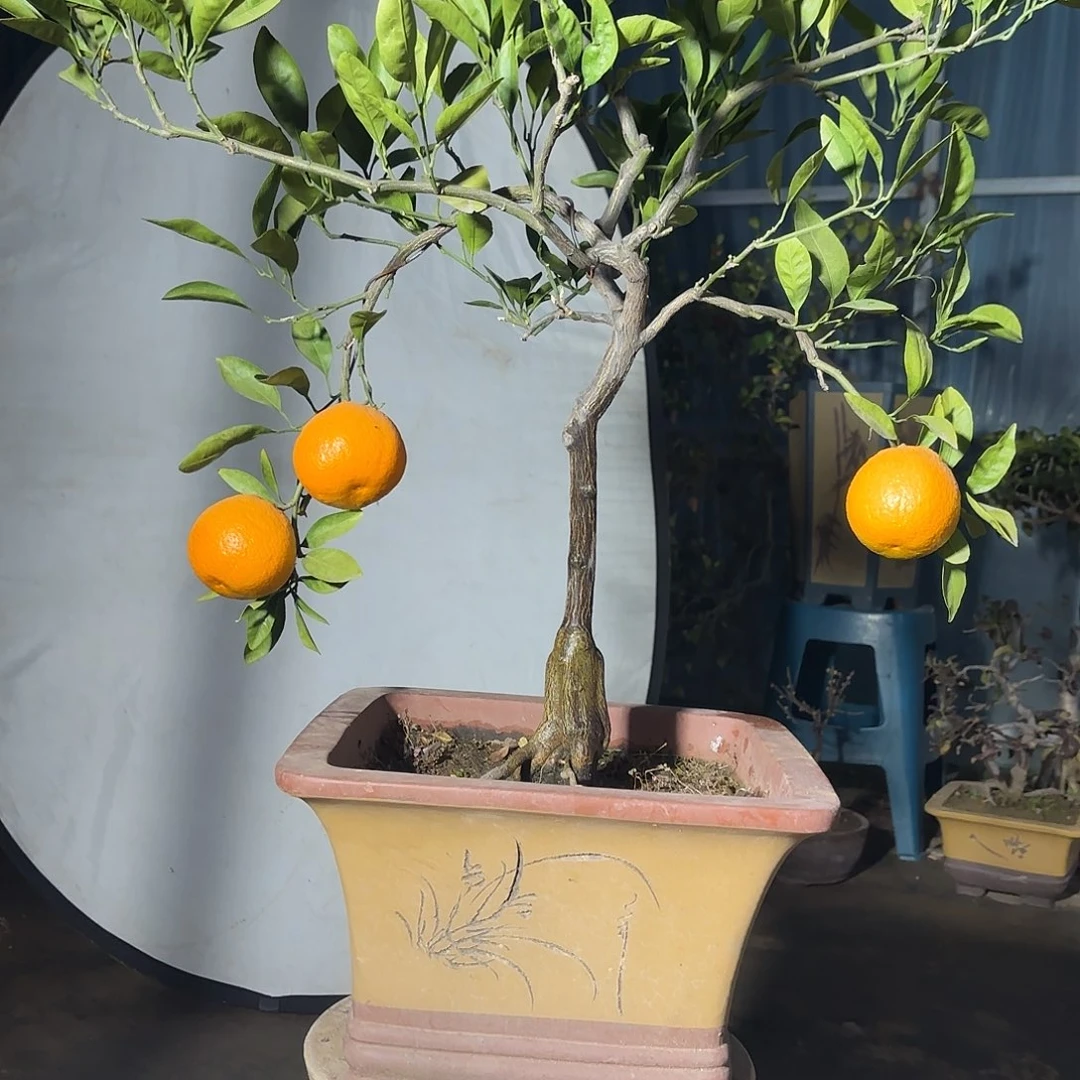 无花朵橘子盆景造型盆栽花卉