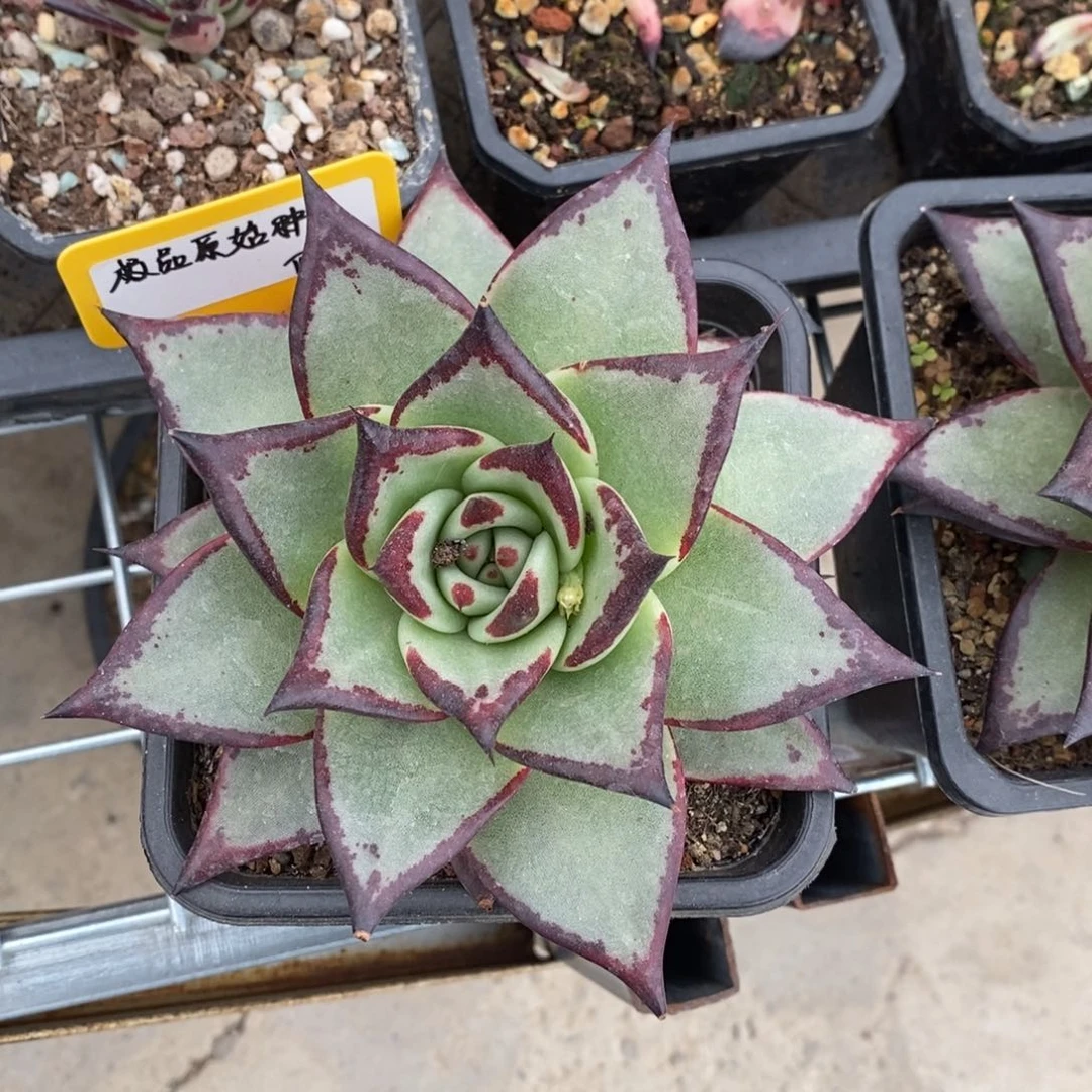 用****5勋版原始种B-25.1.19