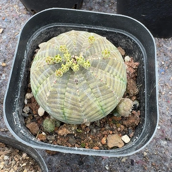 螺*椒布纹球自根一物一拍