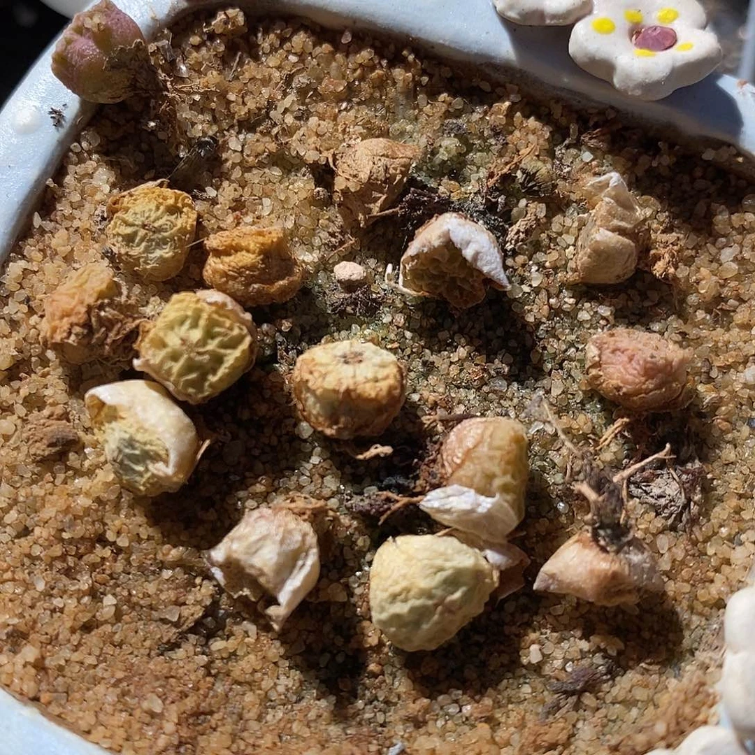 单头烧卖两颗。