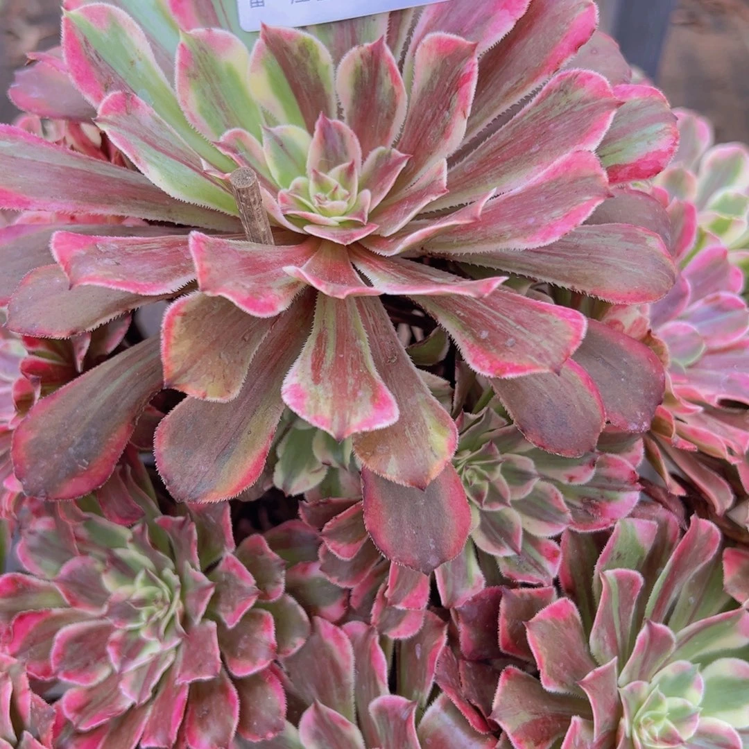892，同花顺多肉植物法师
