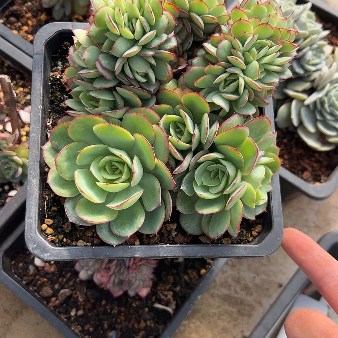 22牡丹亭缀化。多肉。