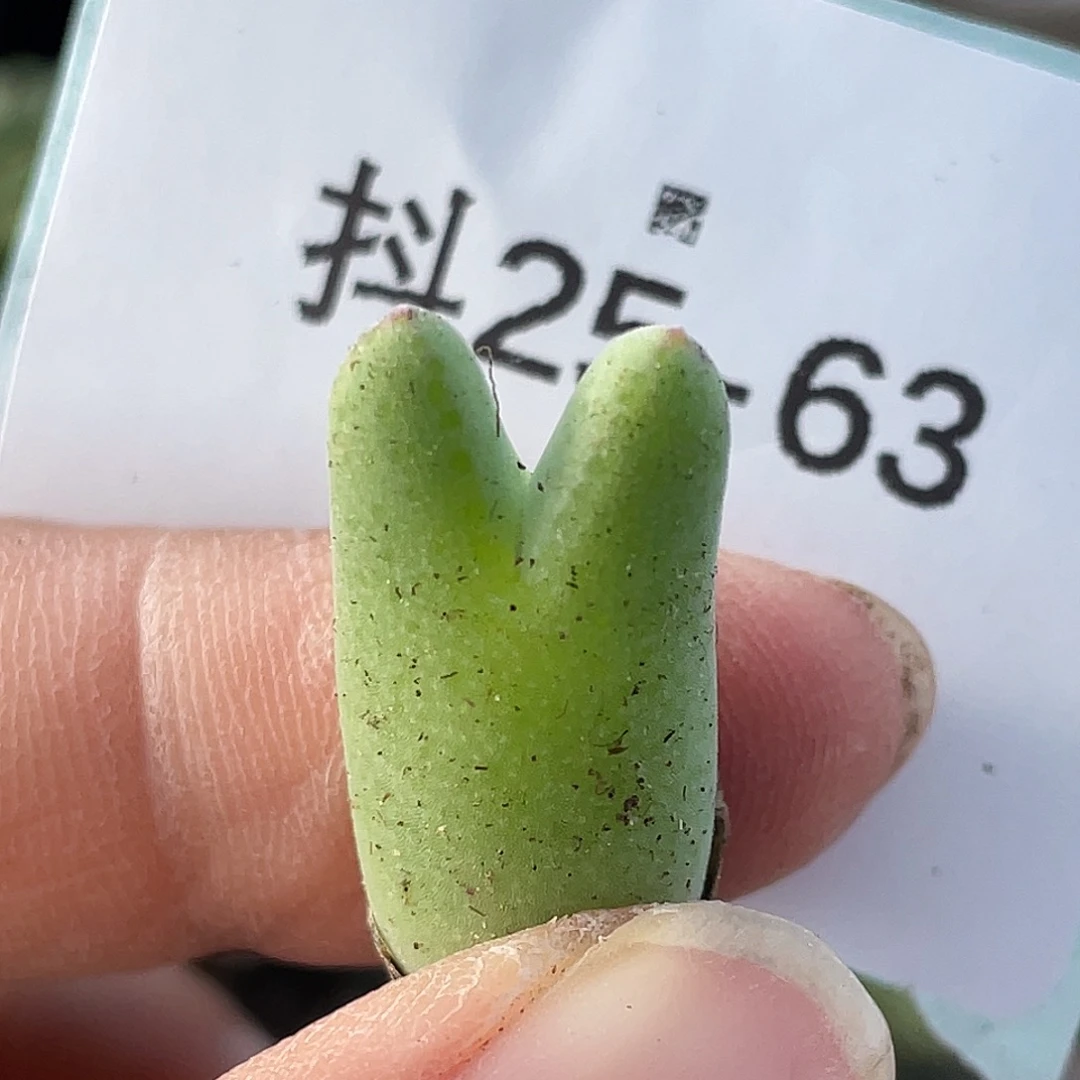 25-63猪蹄多肉植物