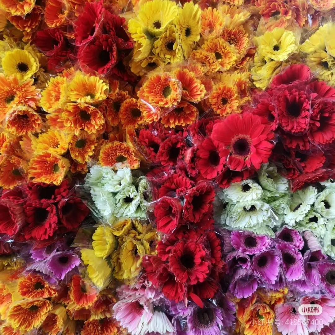 【太阳花20支】京东次日达同城