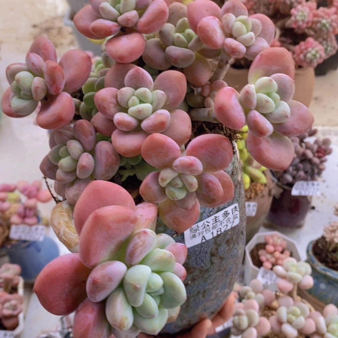 樱花洛神15cm1827多肉植物