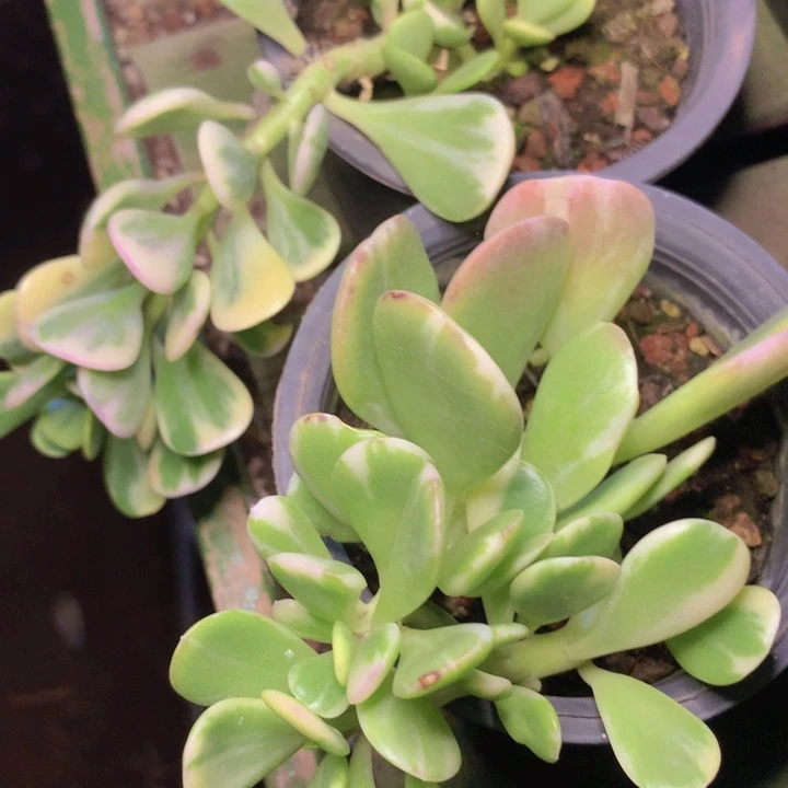 紫薇10cm脱土发货