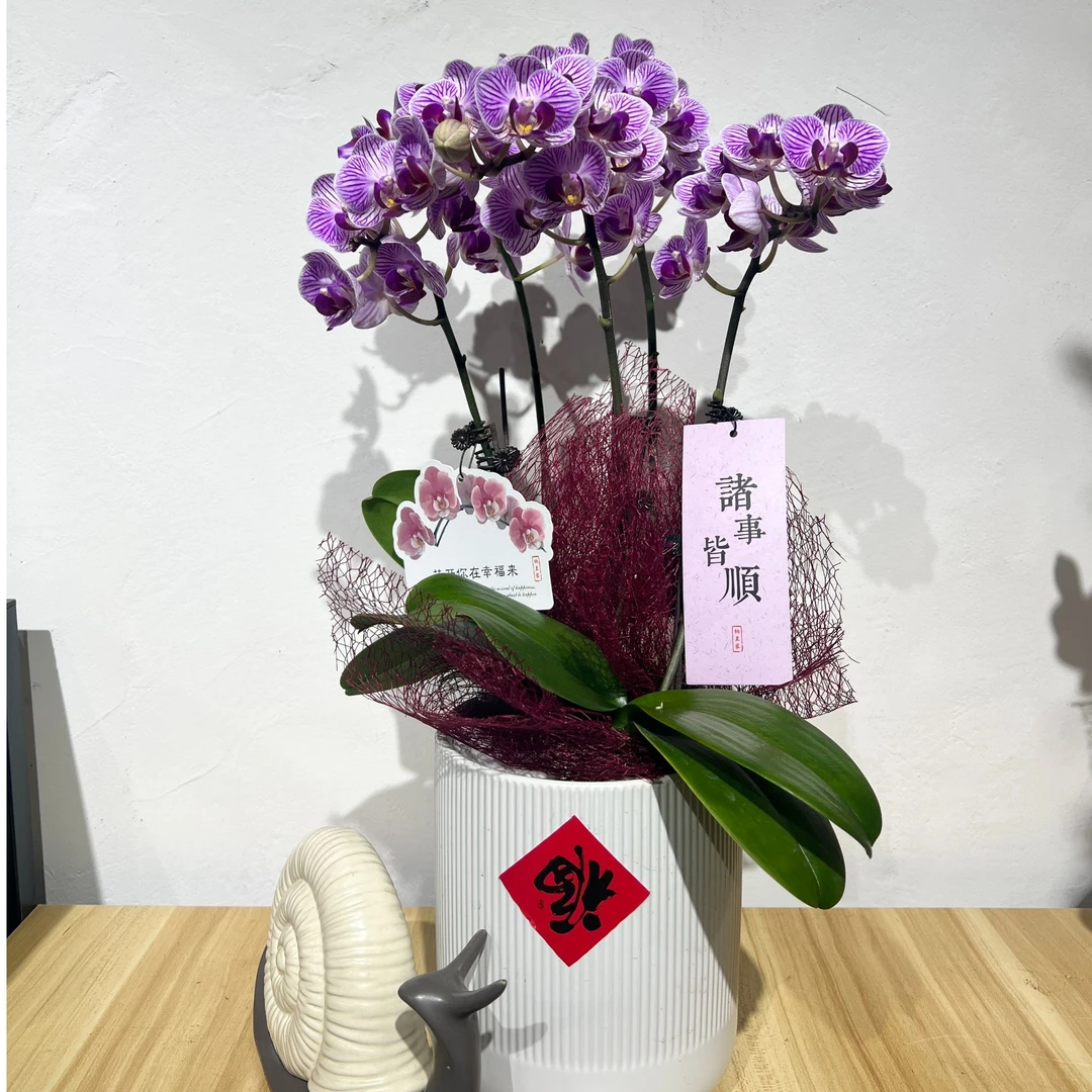 【薇薇安】蝴蝶兰花 开花可爱清新美观 易养耐看 室内绿植