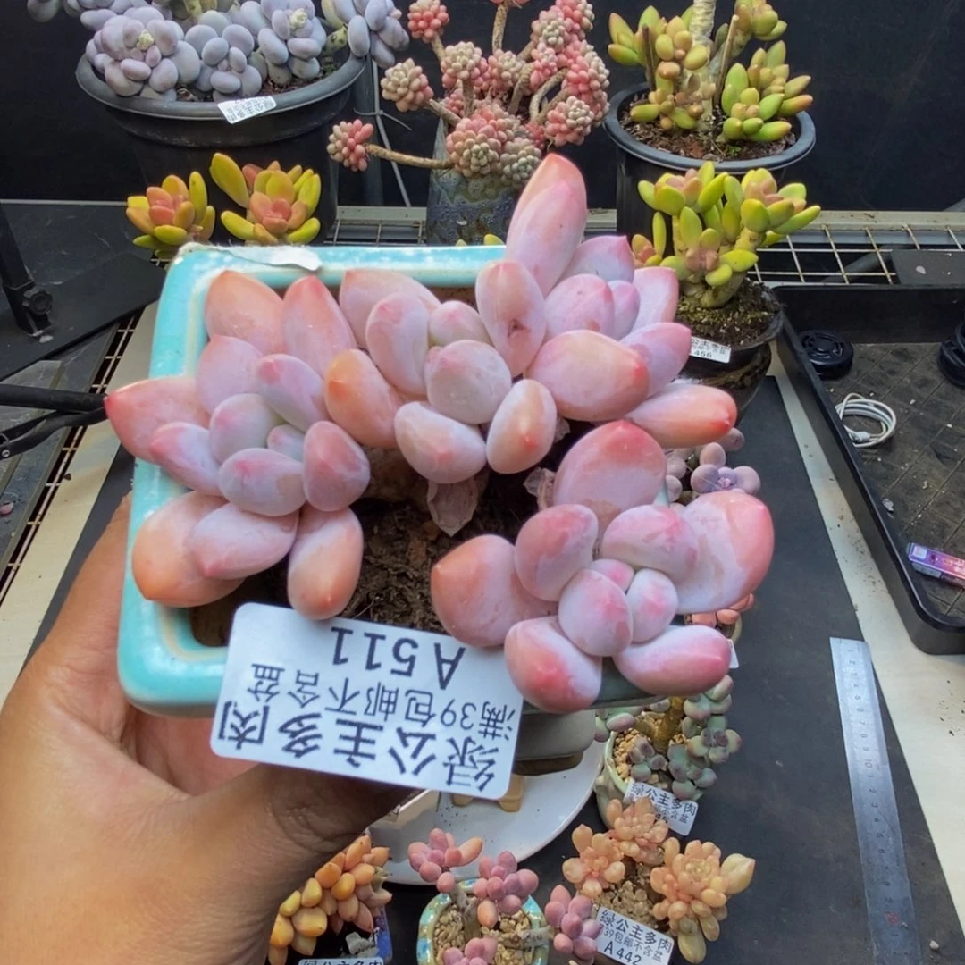 511丸叶香水多肉8c m