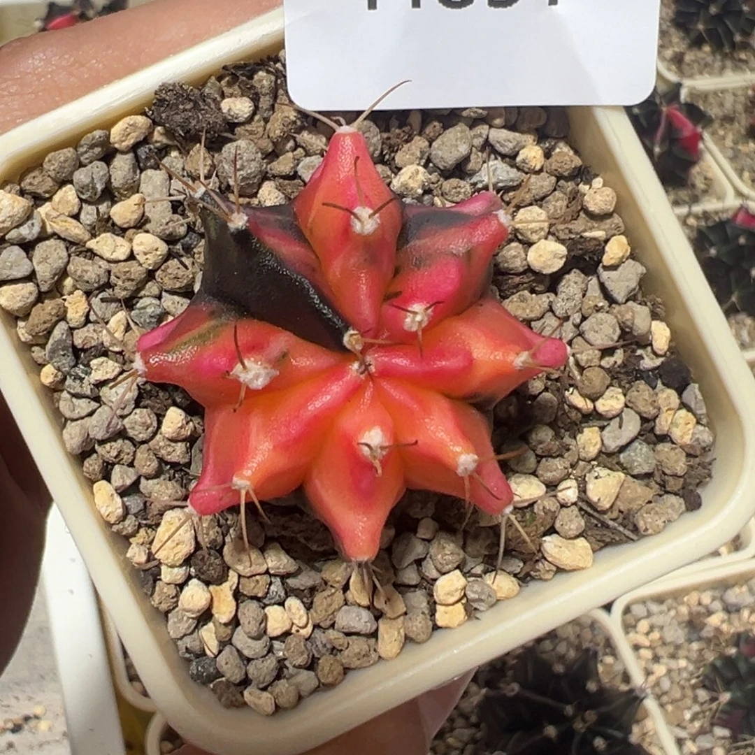 897 好看的米哈冲冲冲、泰国实生