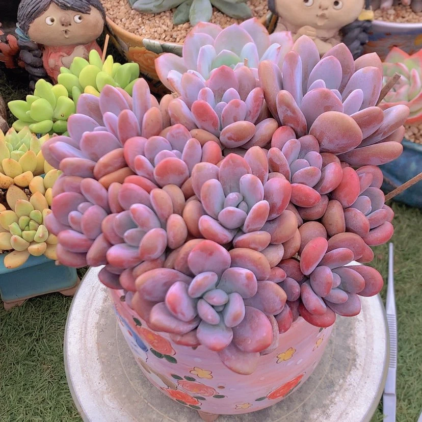 【闪购商品】彩虹粉兔
